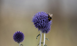 Eine Wildbiene auf sitzt auf einer lila Blume im Hintergrund sind Gärten des Botanischen Gartens zu erkennen